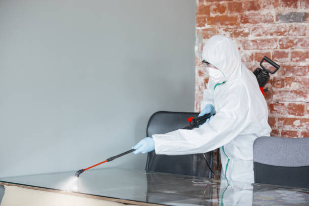 Best Mold Removal for HVAC Installations in USA